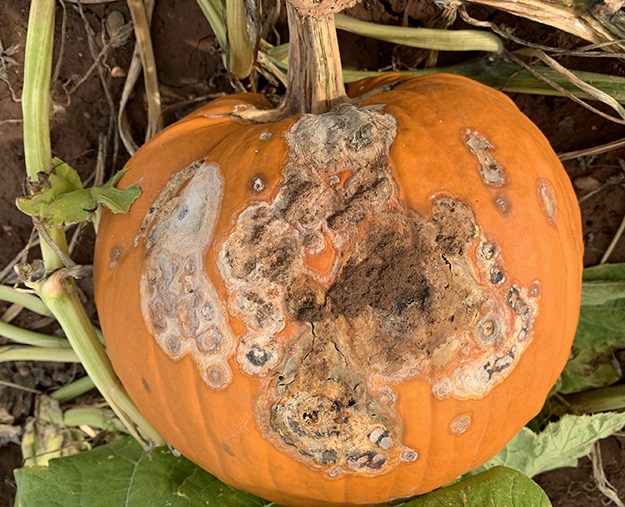 Fusarium fruit rot is a common pumpkin diseases that can occur in field production.