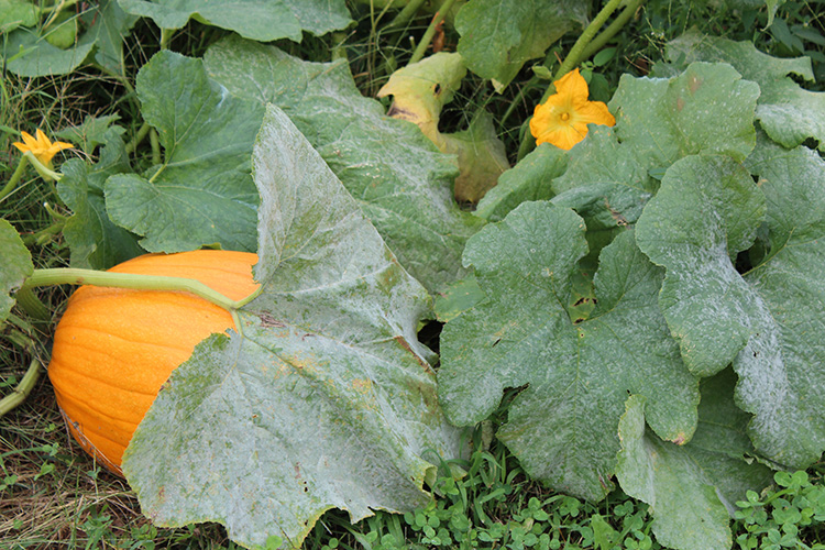 Powdery mildew is a common pumpkin diseases that can occur in field production.