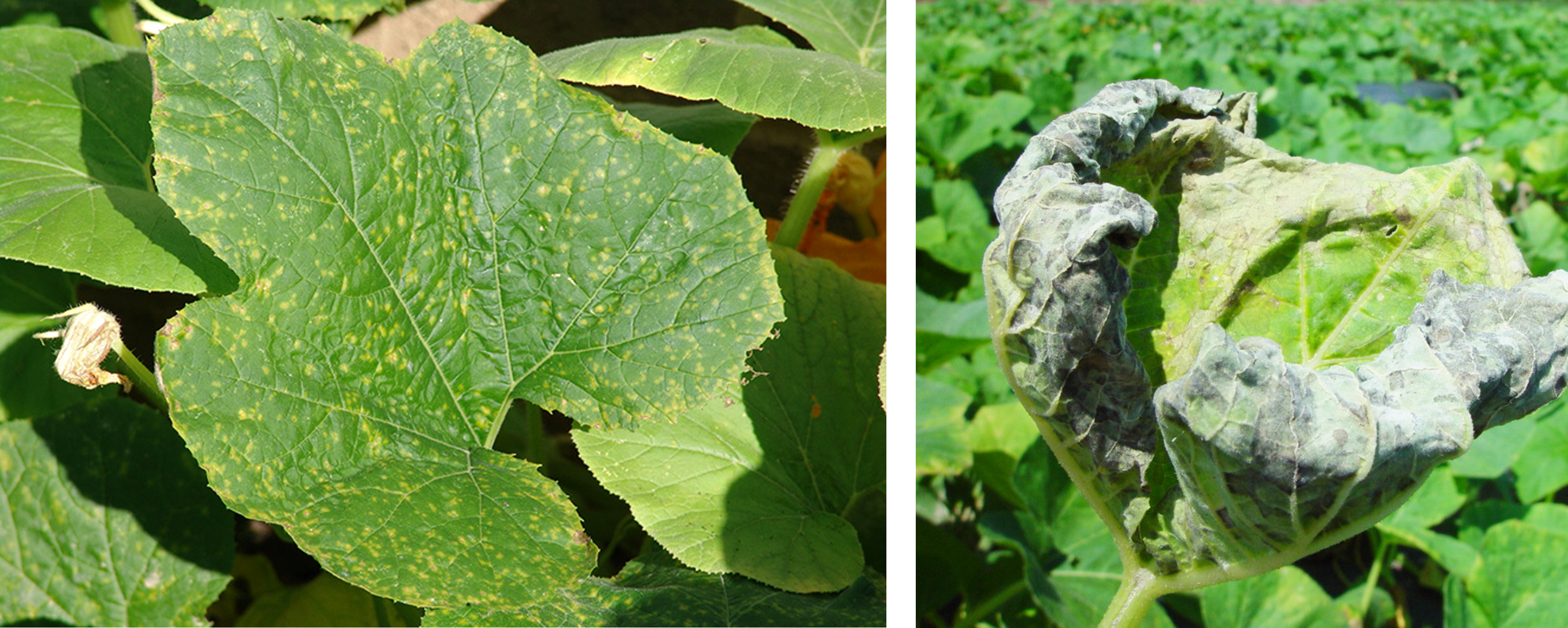 Downy mildew, a common disease in summer squash, can advance quickly from tiny lesions (left) to severe damage (right) under disease-favorable environmental conditions.